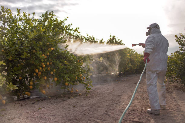 Best Local Pest Control Services  in Marks, MS